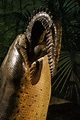 Photoblog: Titanoboa: Monster Snake Exhibit – The Academy of Natural ...