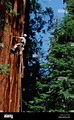 Giant Sequoia (Sequoiadendron giganteum) climbed by Steve Sillett as ...
