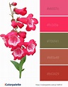 Color Palette Ideas from Flower Flowering Plant Image | iColorpalette