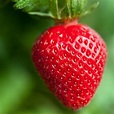 Strawberry, Beautiful Strawberry, #20700