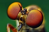 Insect head | Macro photography insects, Insect photos, Insect eyes