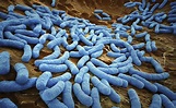 Quanto tempo vivono i germi fuori dal corpo? – Scienza