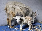 Noore, World's first pashmina cloned Goat