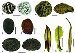 Plant macrofossils of potential extirpations or extinctions. Seeds: A ...