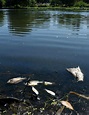 Dead fish appear in Old Greenwich pond
