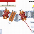 Schematic diagram showing that activation of the SST 4 receptor by ...