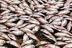 SLIDESHOW: Dead fish along Palmer Cove in Salem | Community | salemnews.com