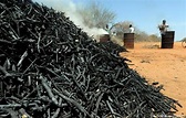 Somalia's illicit charcoal trade threatens security, the environment ...