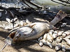 Millions of fish have been found dead in an Australian river due to low ...