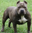 Pit Bull History, Personality, Appearance, Health and Pictures