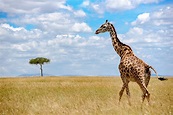 3840x2160 resolution | Giraffe on savannah under white and blue sky at ...
