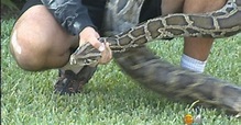 Pesky Python Removed From Lawn Of Palmetto Bay Home - CBS Miami