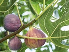 Fig Tree Care Guide – How And When To Plant Fig Trees