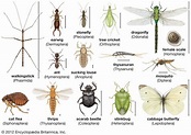 insect - Kids | Britannica Kids | Homework Help