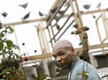 Mike Tyson's foray into pigeon racing - nj.com