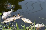Thousands of dead fish float to banks of Rouge River in Detroit ...