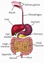 Science Demo: Digestion – Gr.3/4 – Elementary Ed. Resource Sharing