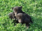Multiple Bear Cub Sightings in South Brunswick Monday | South Brunswick ...
