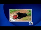 More Bear Sightings Reported In South Jersey - YouTube