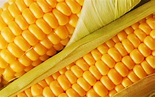 Fresh Corn ~ Desktop Wallpaper