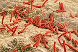 Leprosy Bacteria Photograph by Kateryna Kon/science Photo Library | Pixels