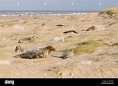 Grey seal colony pups hi-res stock photography and images - Alamy