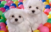 Puppy World: Sweet Puppy Pictures