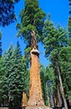 President McKinley Giant Sequoia Stock Image - Image of president ...