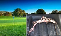 Live SHARK mysteriously drops onto California golf course | Daily Mail ...