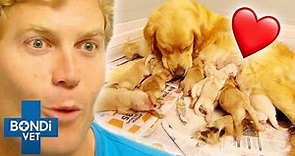 Most Adorable Puppies Being Born ❤️🐶 Bondi Vet Compilation