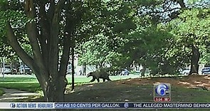 Several new bear sightings in Mount Laurel