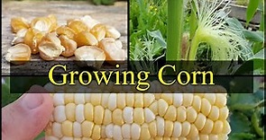 Growing Corn - The Definitive Guide For Beginners Part 1