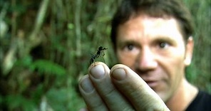 World s Biggest Ant! | Bullet Ant | Deadly 60 | BBC Earth