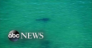 Suspected shark attack reported off the coast of Cape Cod