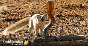 10 Craziest Animal Fights in the Animal Kingdom 🐍 Lions, Hippos, Cobras! | Smithsonian Channel