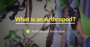 What is an Arthropod?