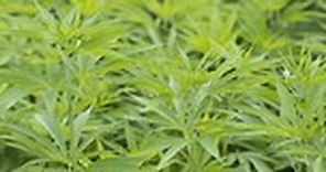 An Agronomist s Insight to Hemp: A Partnership for Northeast Florida - UF/IFAS Tropical Research and Education Center