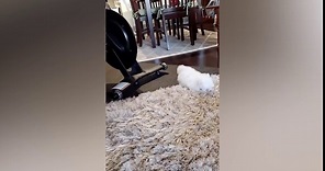 Rescue Puppy Has Adorable Reaction to Seeing Fluffy Rug for the First Time