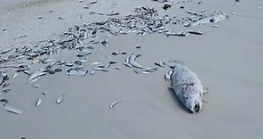 Video shows hundreds of dead fish scattered along Florida beach