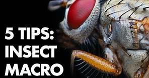 5 Tips for Freehand Insect Macro Photography