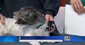 FRIDAY NOON PUPPY: 3-year-old... - WJZ-TV | CBS Baltimore