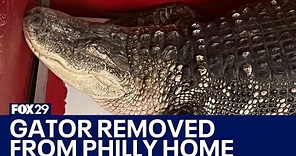 8-foot alligator removed from basement of Philadelphia home