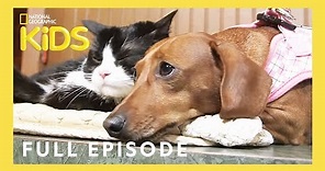 Unlikely Animal Friends Full Episode 🐷🐴 🐱 | Love at First Sight | @natgeokids