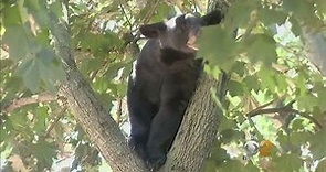 Bear Sighting In NJ
