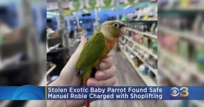 Stolen exotic baby parrot found safe