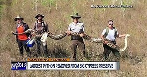 17-foot python is largest ever removed from Florida s Big Cypress National Preserve