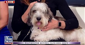 Westminster Dog Show Best in Show winner Buddy Holly joins Fox & Friends