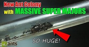 New Ant Colony: Massive Super Majors
