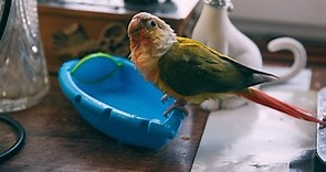 Parrot Bathroom Birdbath Shower Accessory