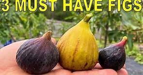 3 MUST HAVE FIG VARIETIES For Every Garden